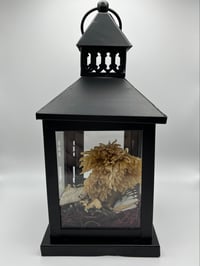 Small Fairy Lantern - Local Pickup Only