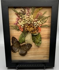 Red Lacewing Shadowbox