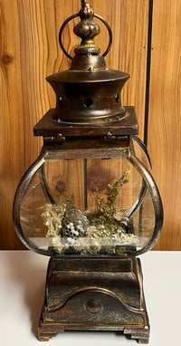 Image 4 of Large Wasp Nest Lantern - Local Pickup Only