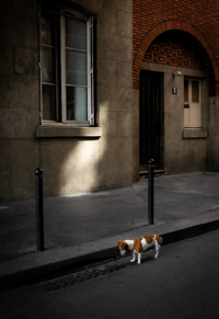 Paris dog