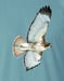 Image of Red-Tailed Hawk t-shirt