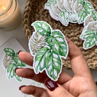 Image 1 of Adam's Rib Monstera Adansonii Mint Vinyl Sticker