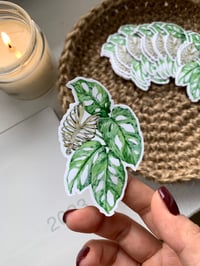 Image 2 of Adam's Rib Monstera Adansonii Mint Vinyl Sticker