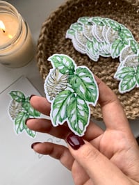 Image 3 of Adam's Rib Monstera Adansonii Mint Vinyl Sticker