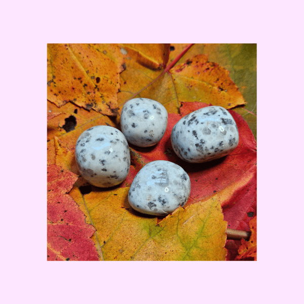 Image of Kiwi Jasper Tumble (Med.)