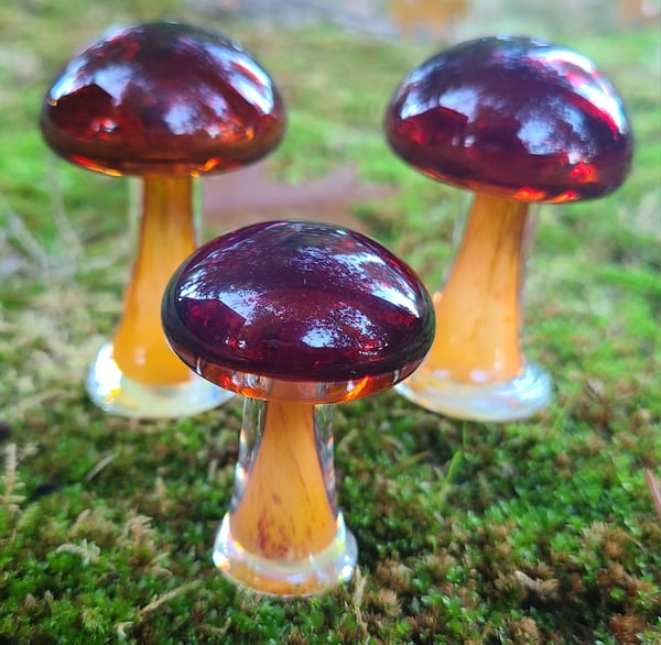 Image of Majik Mushroom Group #1