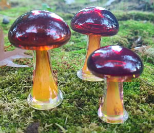 Image of Majik Mushroom Group #1