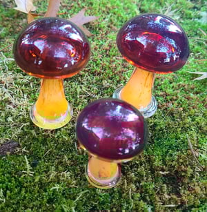 Image of Majik Mushroom Group #1