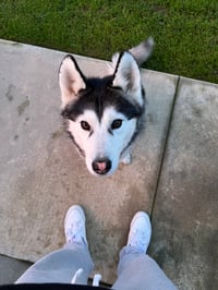 mookie