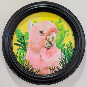 Pink Parakeet 