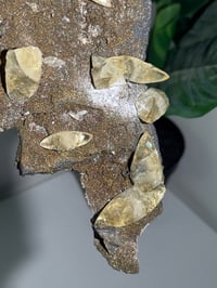 Image 7 of XXL SWEETWATER CALCITE WITH PYRITE -MISSOURI- PORCUPINE POCKET 2025 A