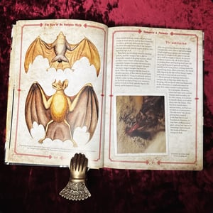 Image of Vampires by Charlotte Montague