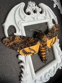 Image 3 of Death head