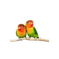  Lovebirds