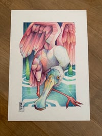 Print Pink Spoonbill A3