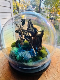Image 2 of Multi Bug Terrarium 