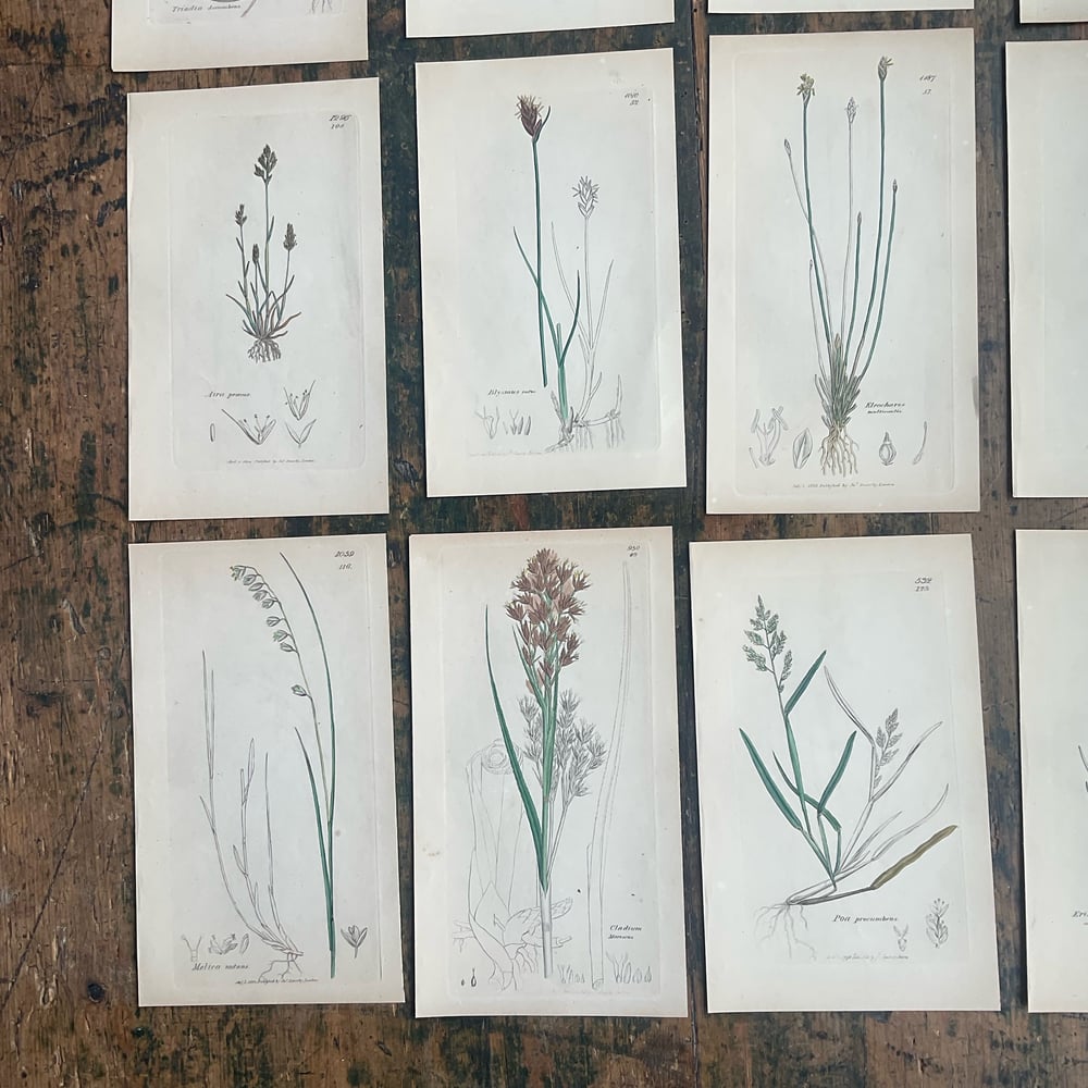 Image of Botanical Pictures group no,2