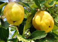 Quince tree