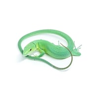 Green Keeled Grass Lizard
