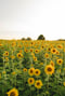 Image of Sunflower Field Minis (NONREFUNDABLE RETAINER ONLY)