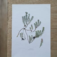 Image 1 of Planches De Botanique Camarine, Gui, Symphorine, Buis, Canneberge ...