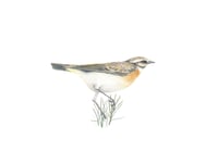 Image 1 of The Balanced Whinchat
