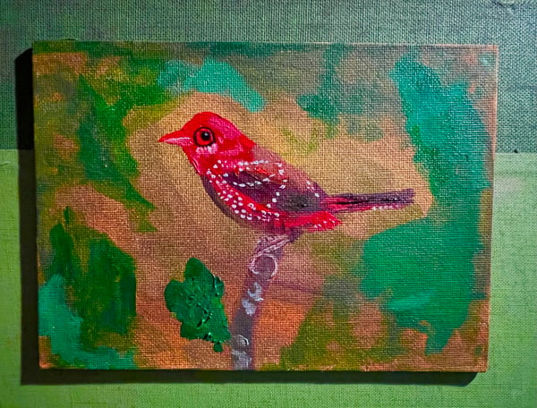 Image of Strawberry Finch - original oil painting