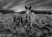 Image 1 of Wild Horses of New Mexico limited edition 
