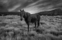 Image 2 of Wild Horses of New Mexico limited edition 