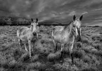 Image 4 of Wild Horses of New Mexico limited edition 