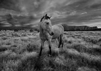 Image 5 of Wild Horses of New Mexico limited edition 