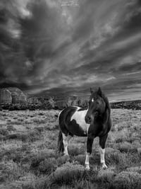 Wild Horse Sunset a.