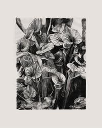 Image 3 of Sarracenia