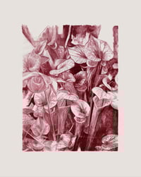 Image 1 of Sarracenia