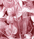 Sarracenia Image 2