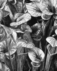 Image 4 of Sarracenia