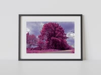 Image 1 of Pink Infrared Tree Print