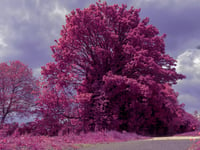 Image 3 of Pink Infrared Tree Print