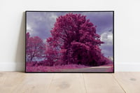 Image 2 of Pink Infrared Tree Print