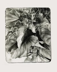 Image 1 of Arum leaves