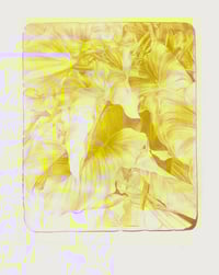 Image 3 of Arum leaves