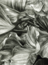 Arum leaves Image 2