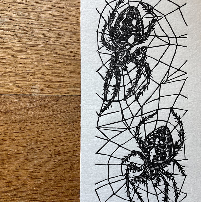 Spiders Image 3