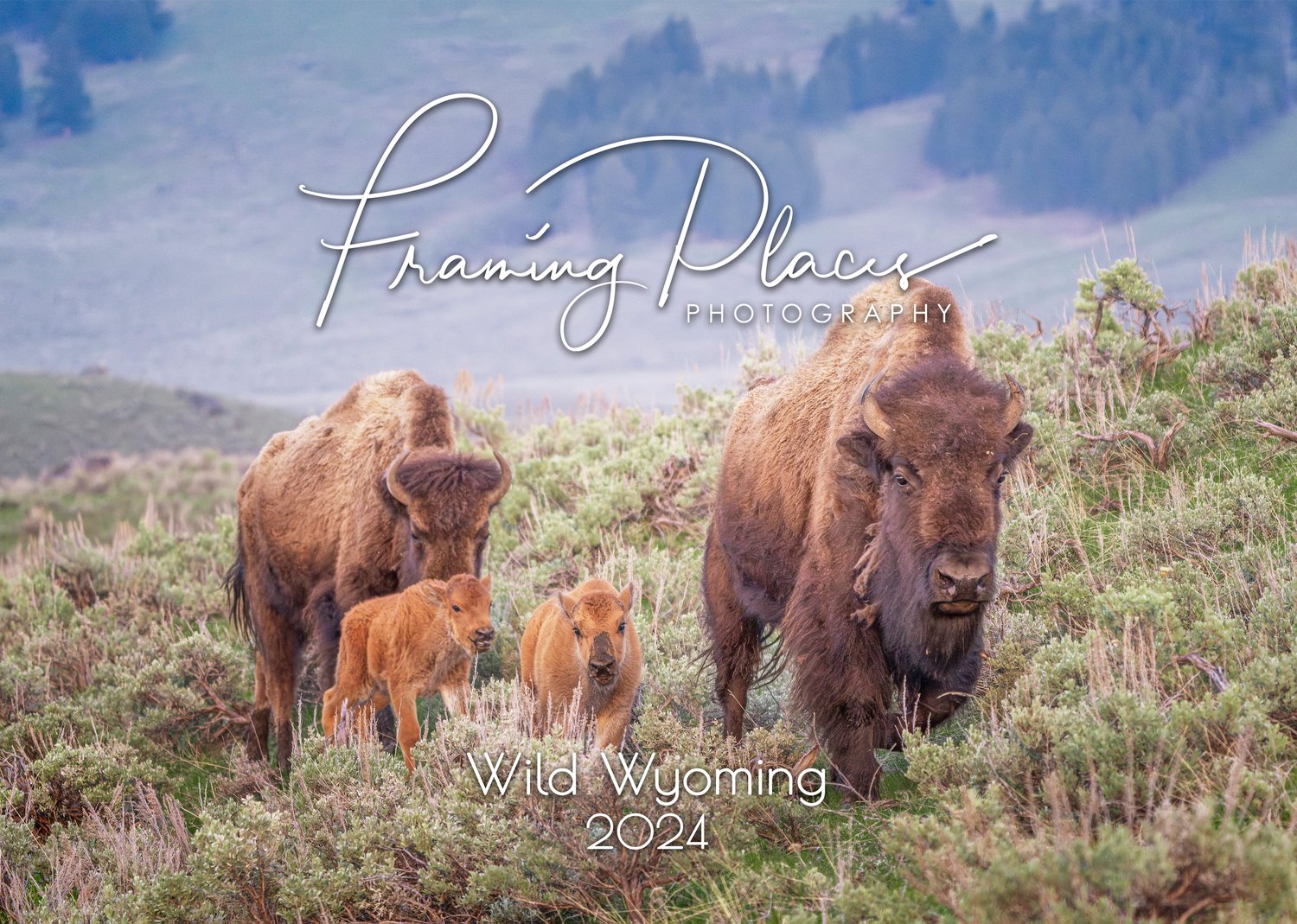 Wild Wyoming 2024