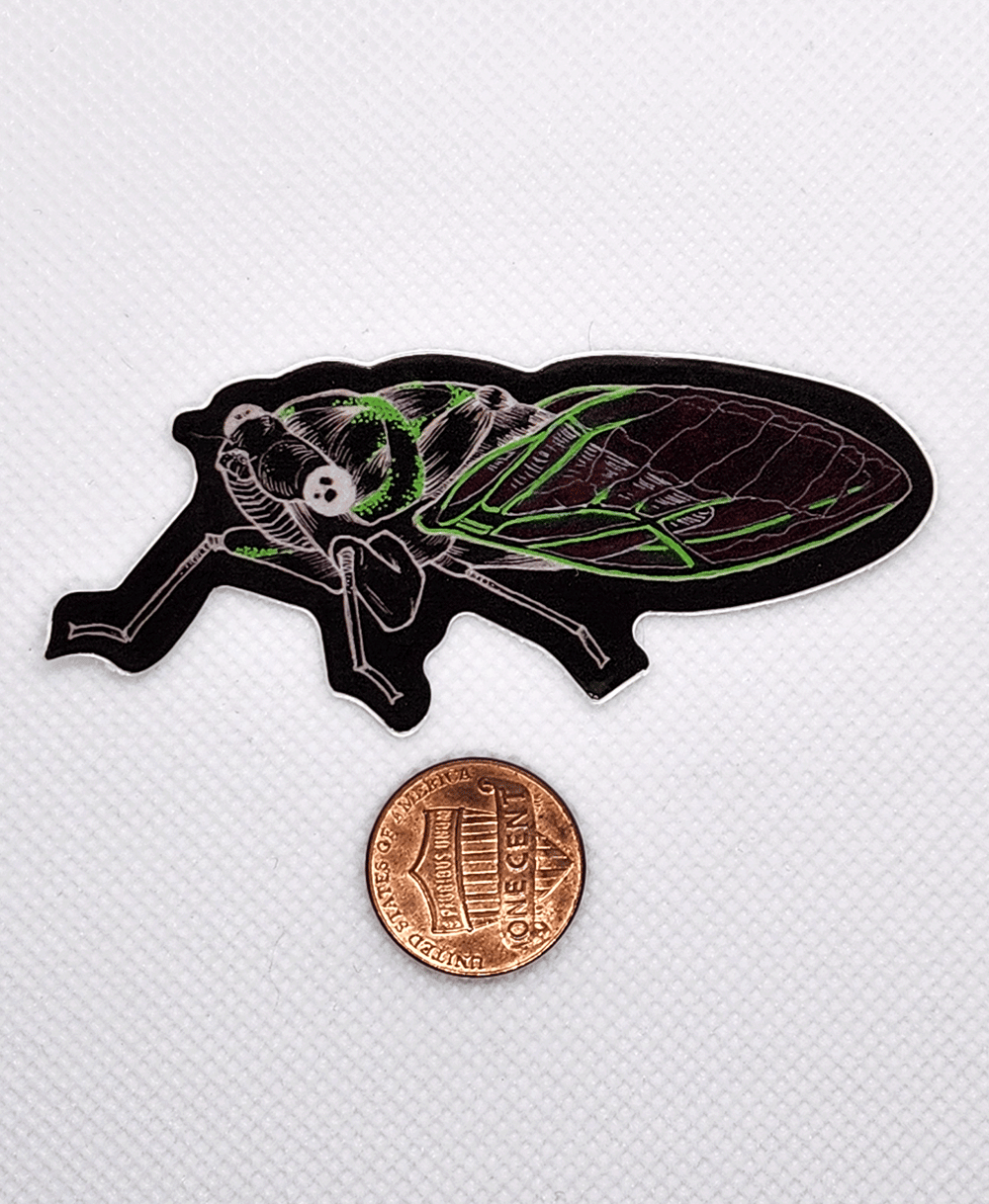 Image of Black Cicada