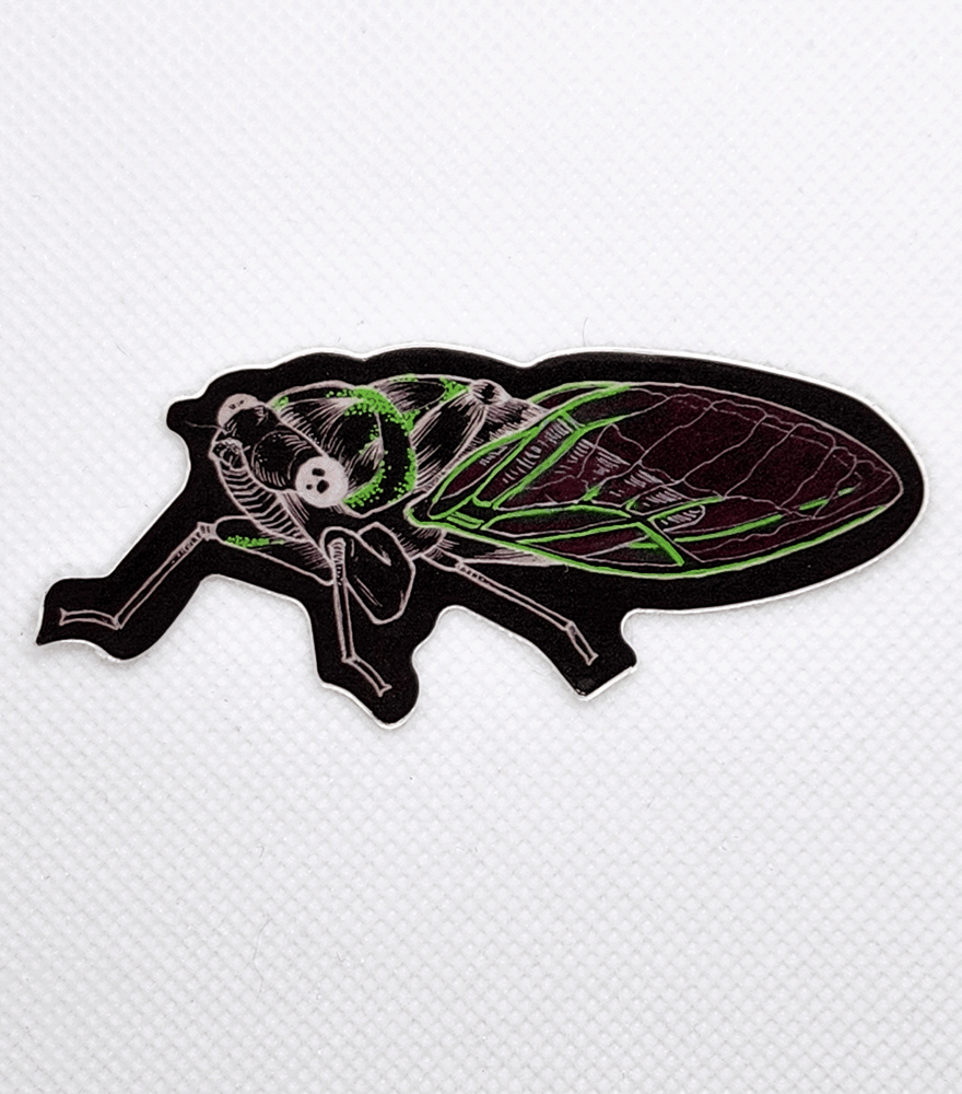Image of Black Cicada