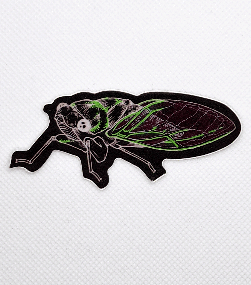 Image of Black Cicada