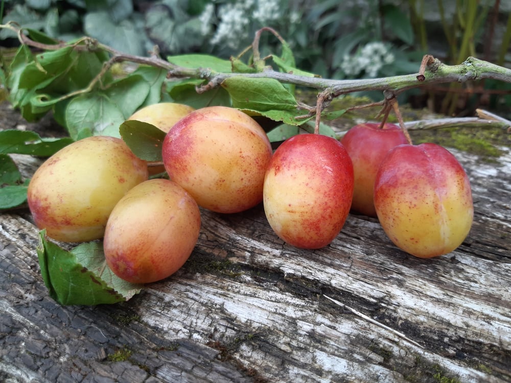 Image of Victoria Plum Jam