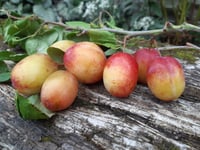 Image 3 of Victoria Plum Jam