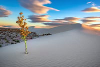 Sunset Sands Life